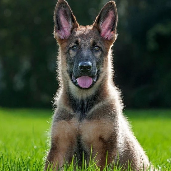 Çiçek Pet Vet görseli 2