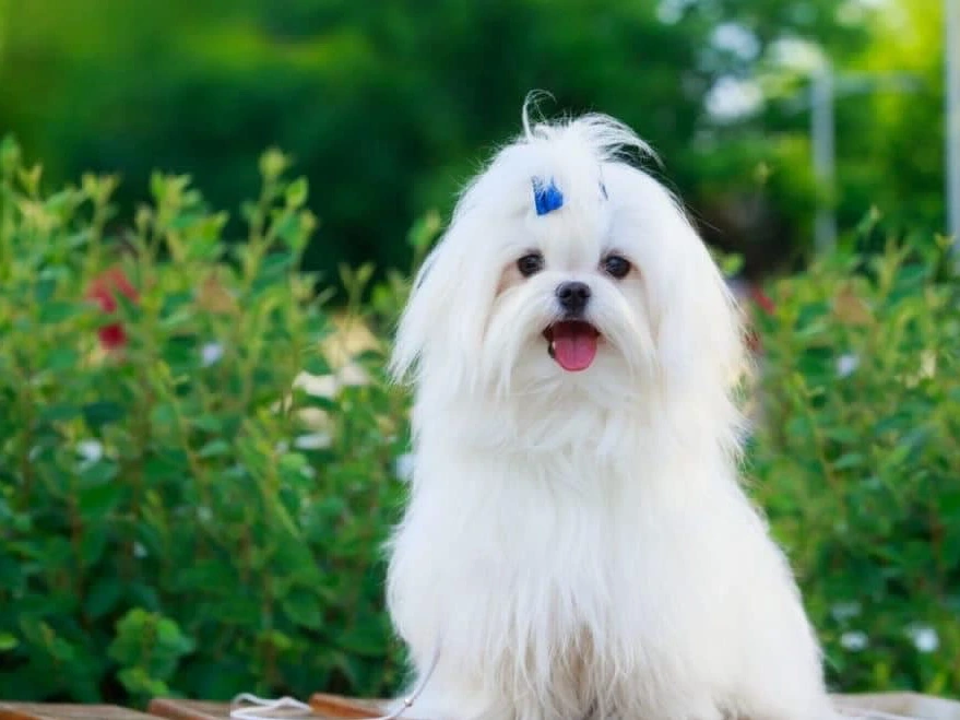 Çiçek Pet Vet görseli 3